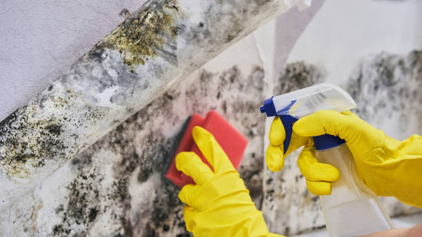 Why You Should Choose Our Mold Remediation Services in Wilkes Barre, PA